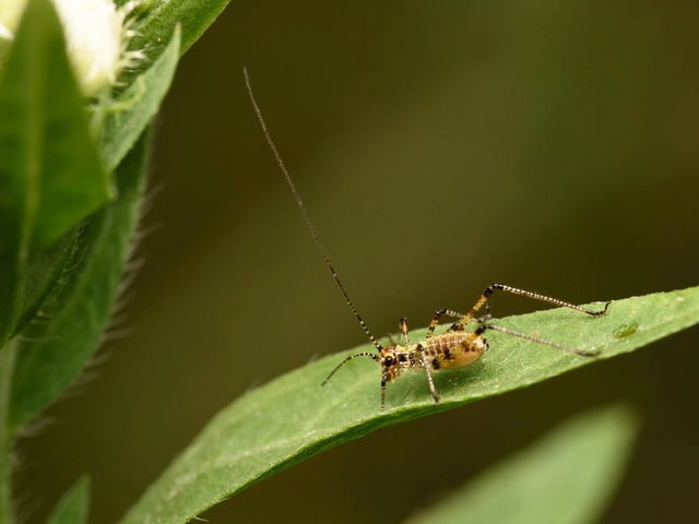 Phaneroptera