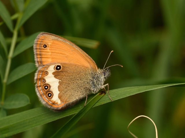 Coenonympha arcania - fehéröves szénalepke
