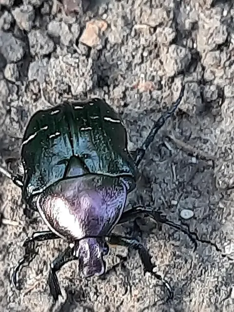 Cetonia aurata - aranyos virágbogár