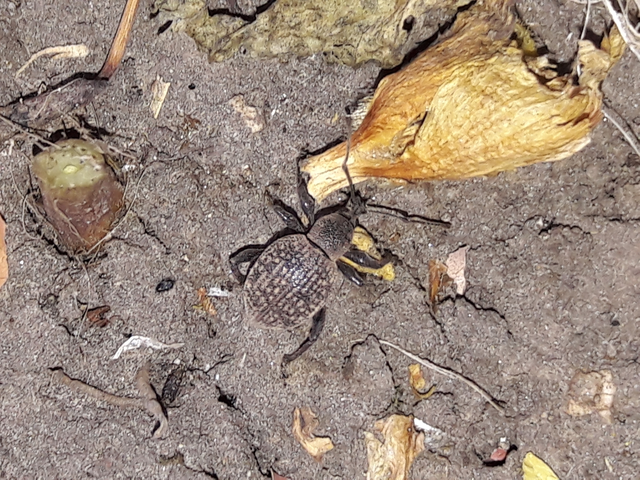 Otiorhynchus armadillo - katonás gyalogormányos