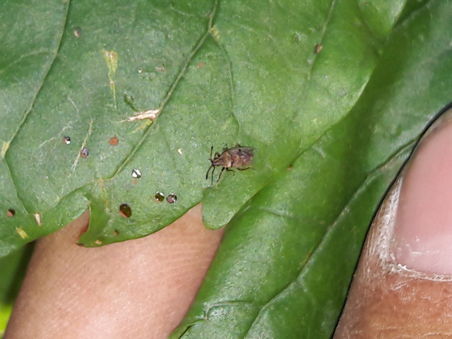 Kleidocerys resedae - nyírbodobács