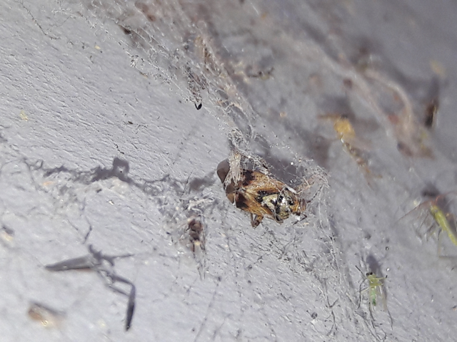 Lygus pratensis - változó mezeipoloska