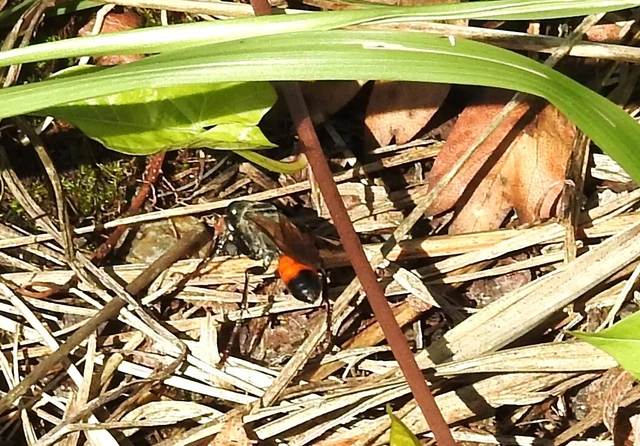 Sphecidae - kaparódarazsak