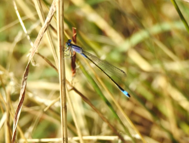 Ischnura elegans pontica - kéköves légivadász