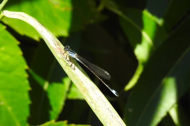 Ischnura elegans pontica - kéköves légivadász