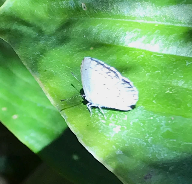 Celastrina argiolus - bengeboglárka