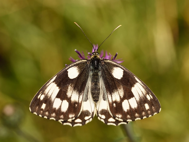 Melanargia galathea - sakktáblalepke