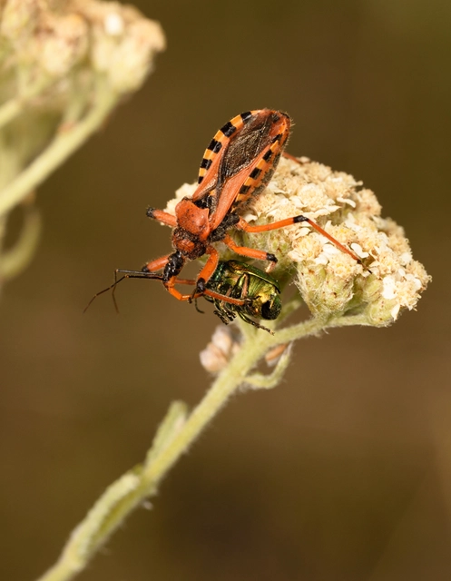 Rhynocoris iracundus - közönséges gyilkospoloska