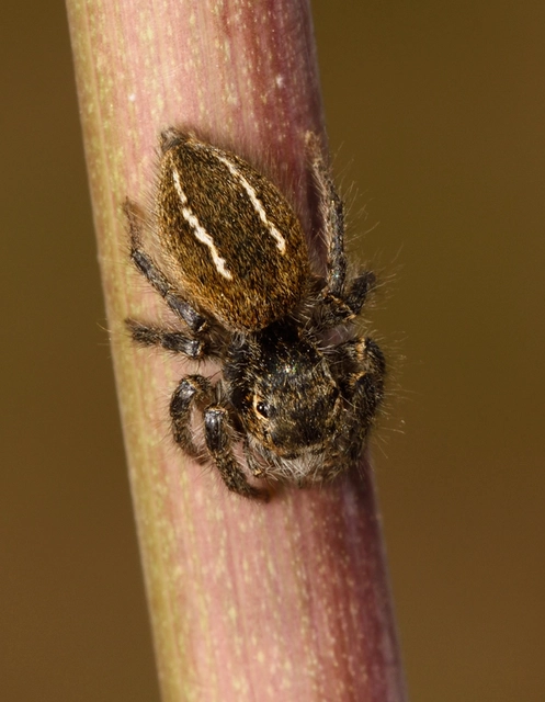 Philaeus chrysops - piros ugrópók