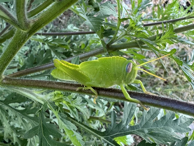 Anacridium aegyptium - egyiptomi sáska