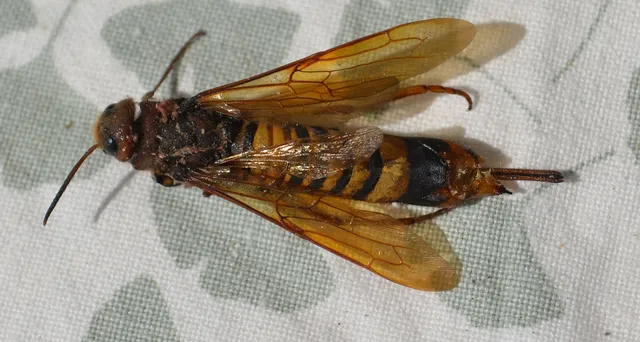 Hymenoptera - Hártyásszárnyúak Hymenoptera - Hártyásszárnyúak