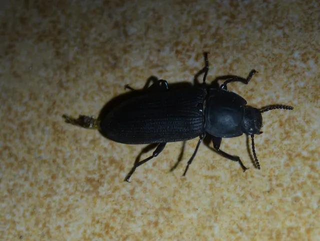 Tenebrio opacus - fogastorkú lisztbogár
