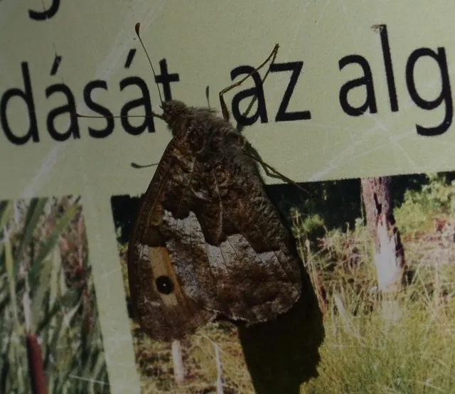 Hipparchia semele - barna szemeslepke