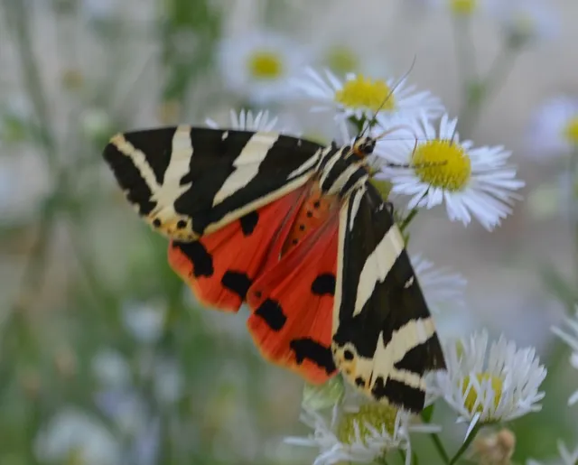 Euplagia quadripunctaria - csíkos medvelepke