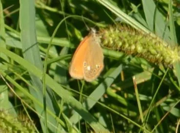 Coenonympha glycerion - közönséges szénalepke