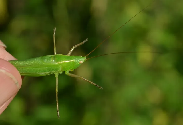 Ruspolia nitidula - nagy kúpfejűszöcske