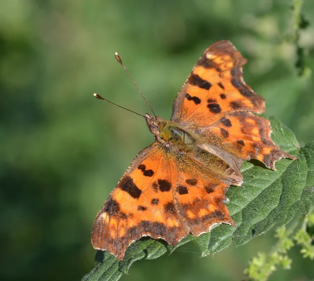 Nymphalis c-album - C-betűs lepke