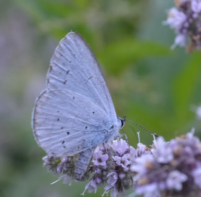 Celastrina argiolus - bengeboglárka