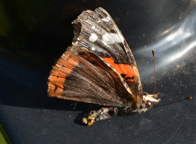 Vanessa atalanta - atalantalepke