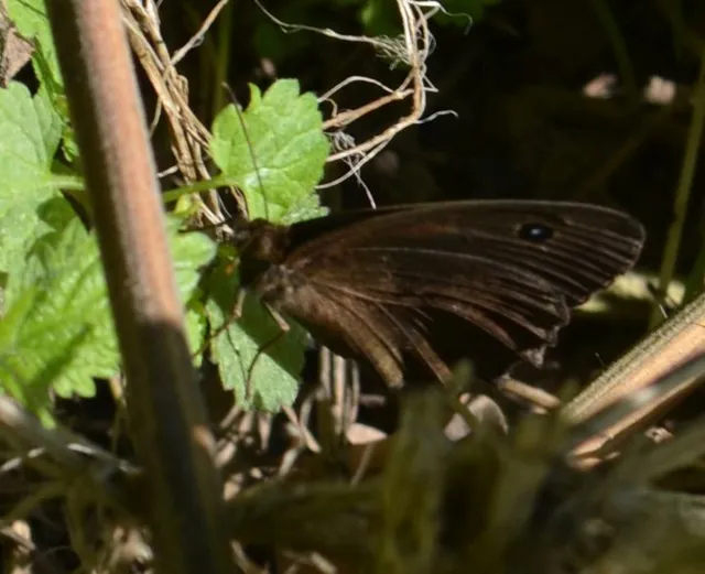 Minois dryas - fekete szemeslepke