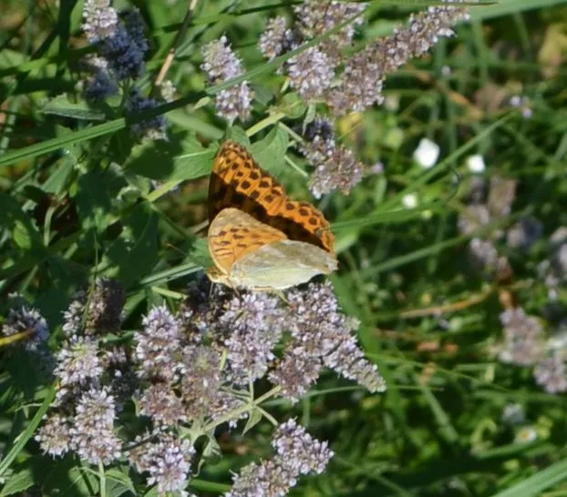 Argynnis paphia - nagy gyöngyházlepke