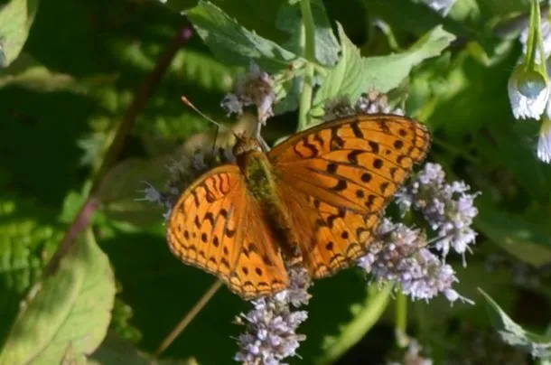 Argynnis adippe - ezüstös gyöngyházlepke