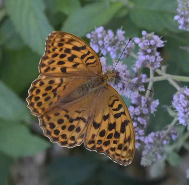 Argynnis paphia - nagy gyöngyházlepke