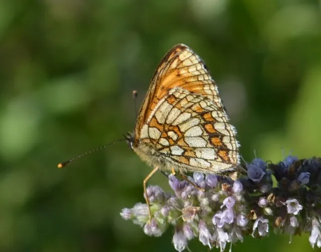 Melitaea athalia - közönséges tarkalepke