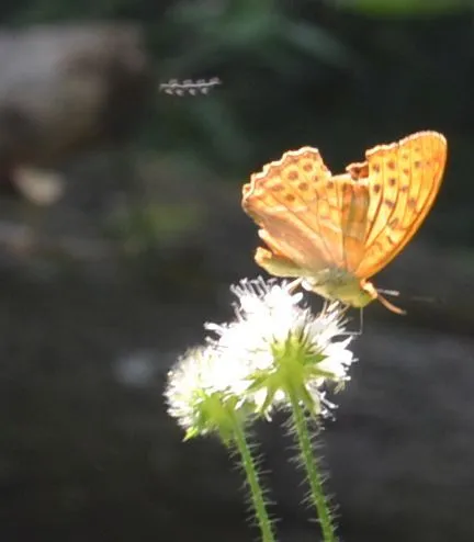Argynnis paphia - nagy gyöngyházlepke