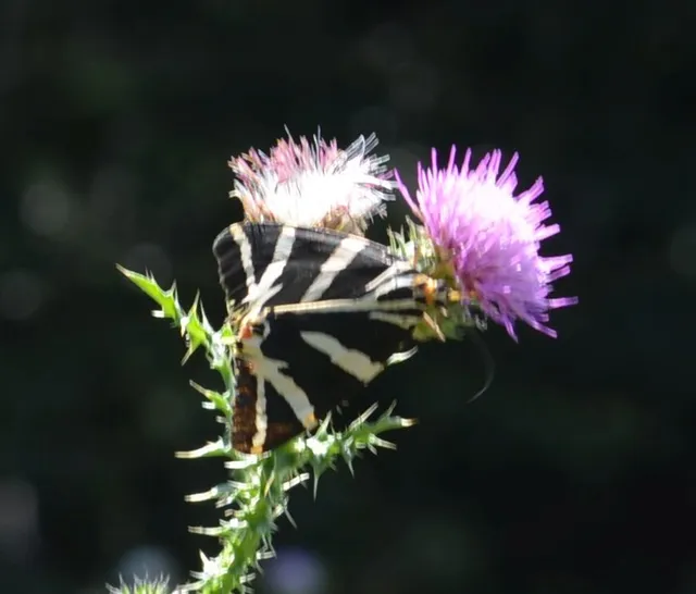 Euplagia quadripunctaria - csíkos medvelepke