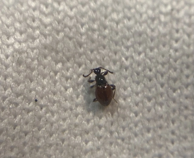 Euconnus rutilipennis