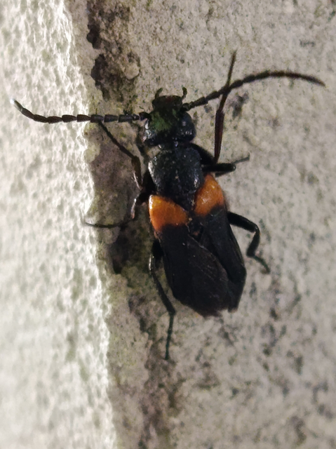 Sitaris muralis - pirosvállú méhbogár