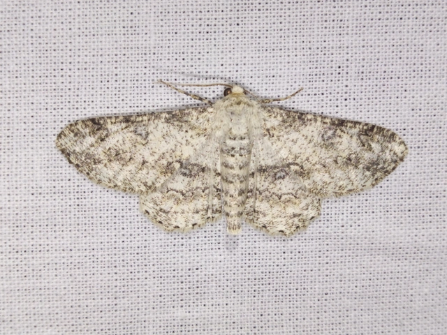 Ascotis selenaria - holdas faaraszoló