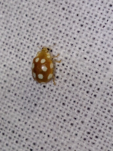 Vibidia duodecimguttata - tizenkétcseppes füsskata