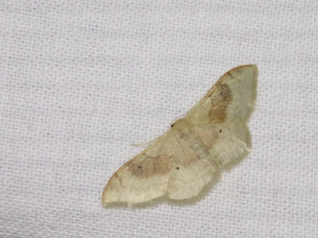 Idaea degeneraria - barnasávos araszoló