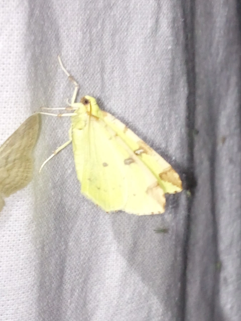 Opisthograptis luteolata - citromsárga araszoló