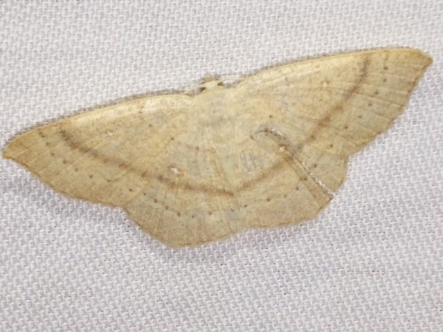 Cyclophora linearia - vonalas pettyesaraszoló