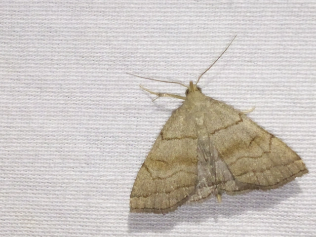 Herminia tarsicrinalis - szőröslábú karcsúbagoly