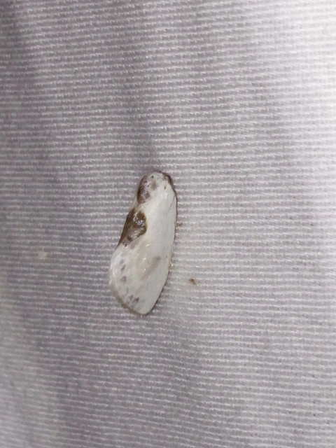 Cilix glaucata - törpe sarlósszövő