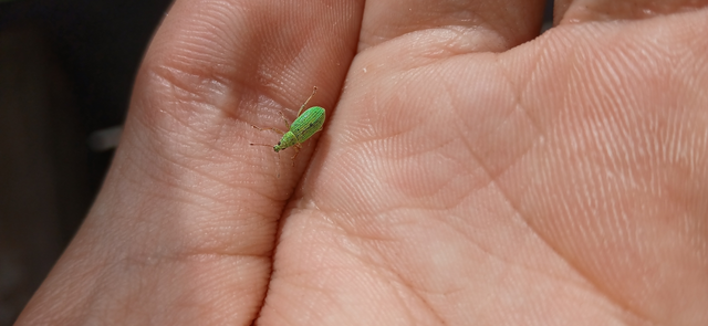 Polydrusus formosus - selymes lombormányos