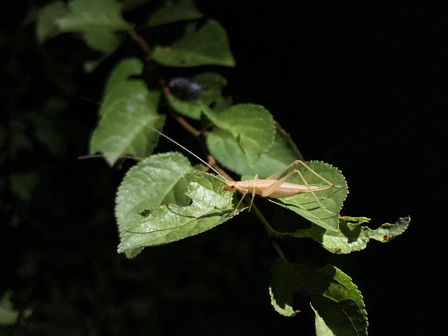 Oecanthus pellucens - pirregőtücsök