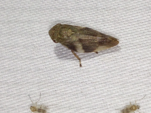 Aphrophora alni