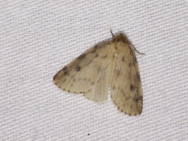 Thumata senex - mocsári medvelepke
