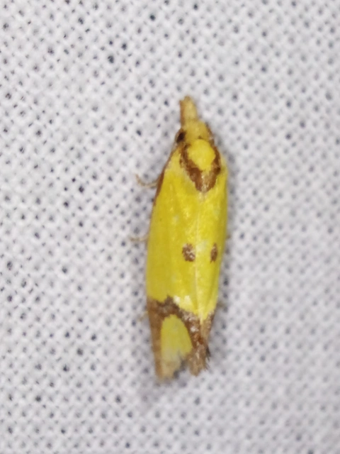 Agapeta zoegana - barnacsíkos sárgamoly