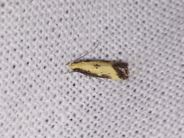 Brachmia dimidiella - citromkocsord-lápimoly