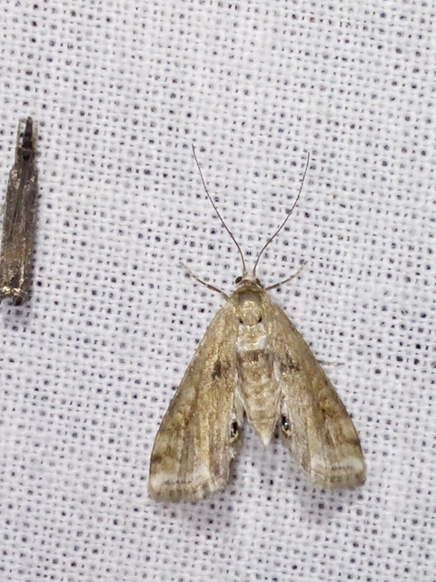 Cataclysta lemnata - békalencsemoly