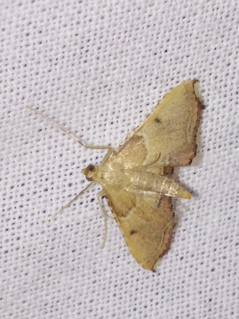 Endotricha flammealis - tüzesszárnyú fényilonca