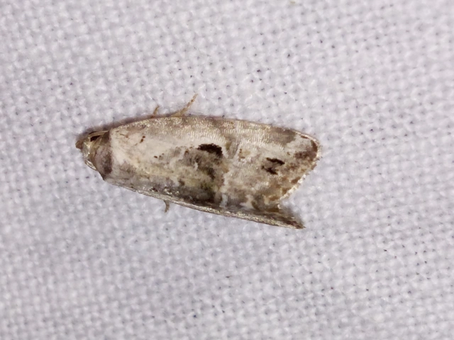 Hapalotis venustula - rózsaszínű mázasbagoly