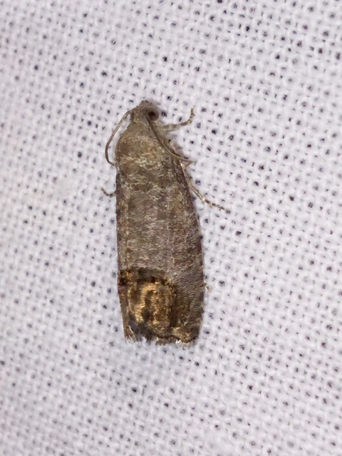 Cydia pomonella - almamoly