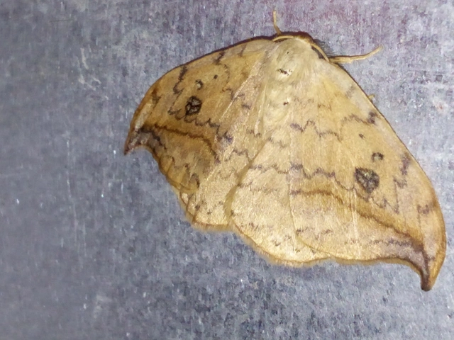 Drepana falcataria - nyárfa-sarlósszövő